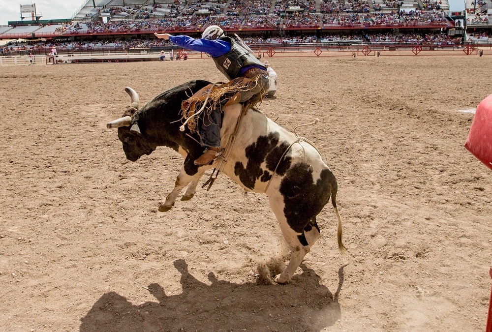 The Rodeo: Bull Riding