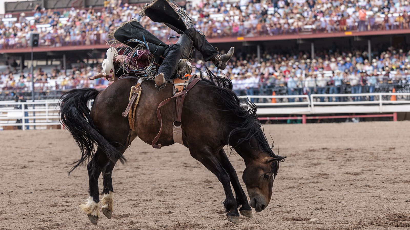 The Rodeo: Bareback Riding