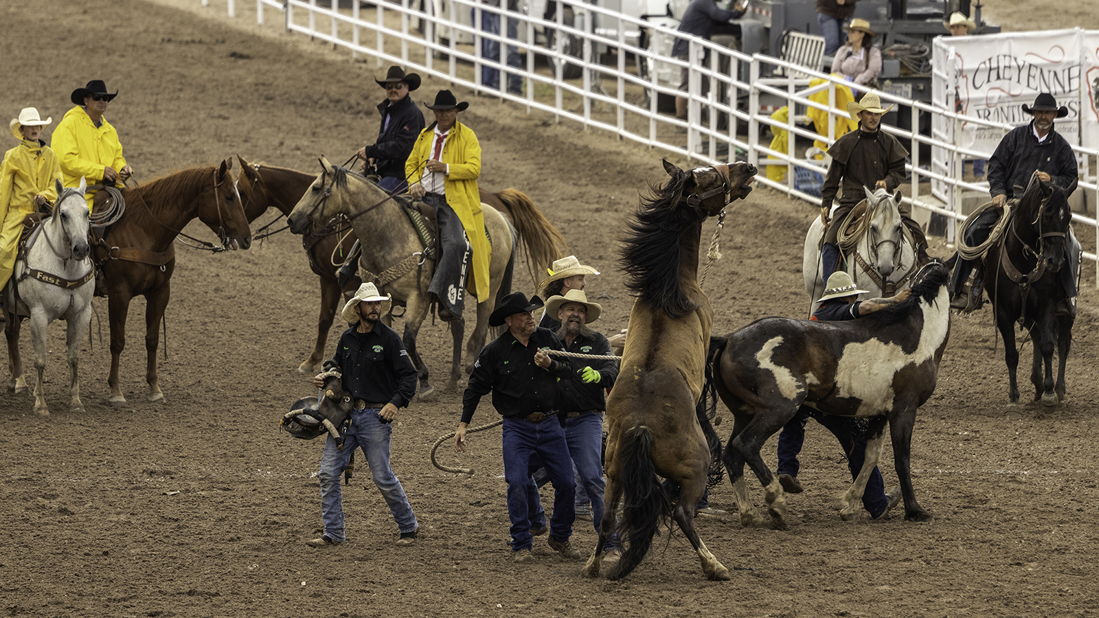 The Rodeo: Wild Horse Race