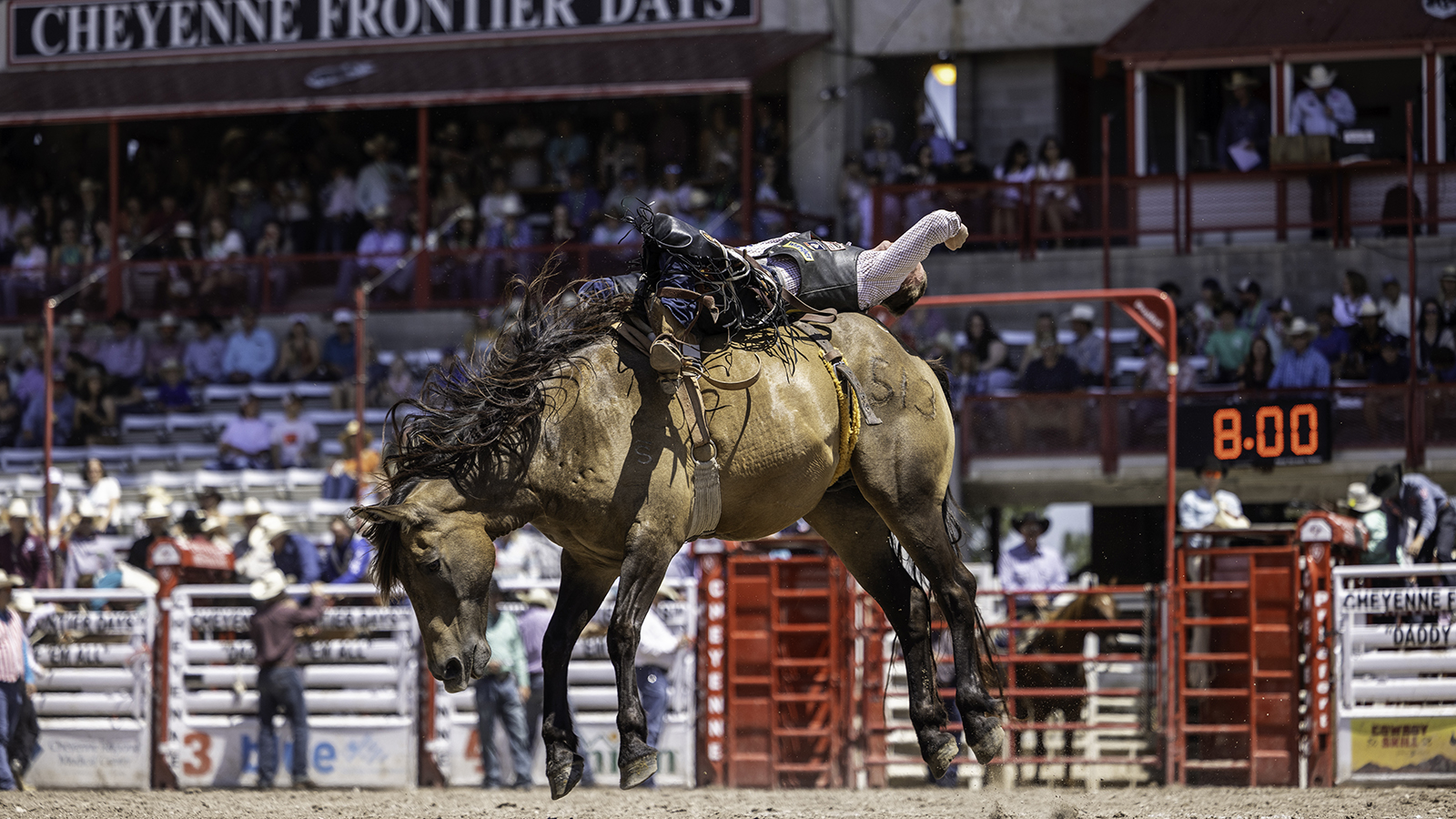 The Rodeo: Bareback Riding