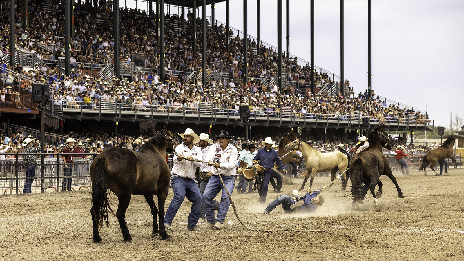 The Rodeo: Wild Horse Race