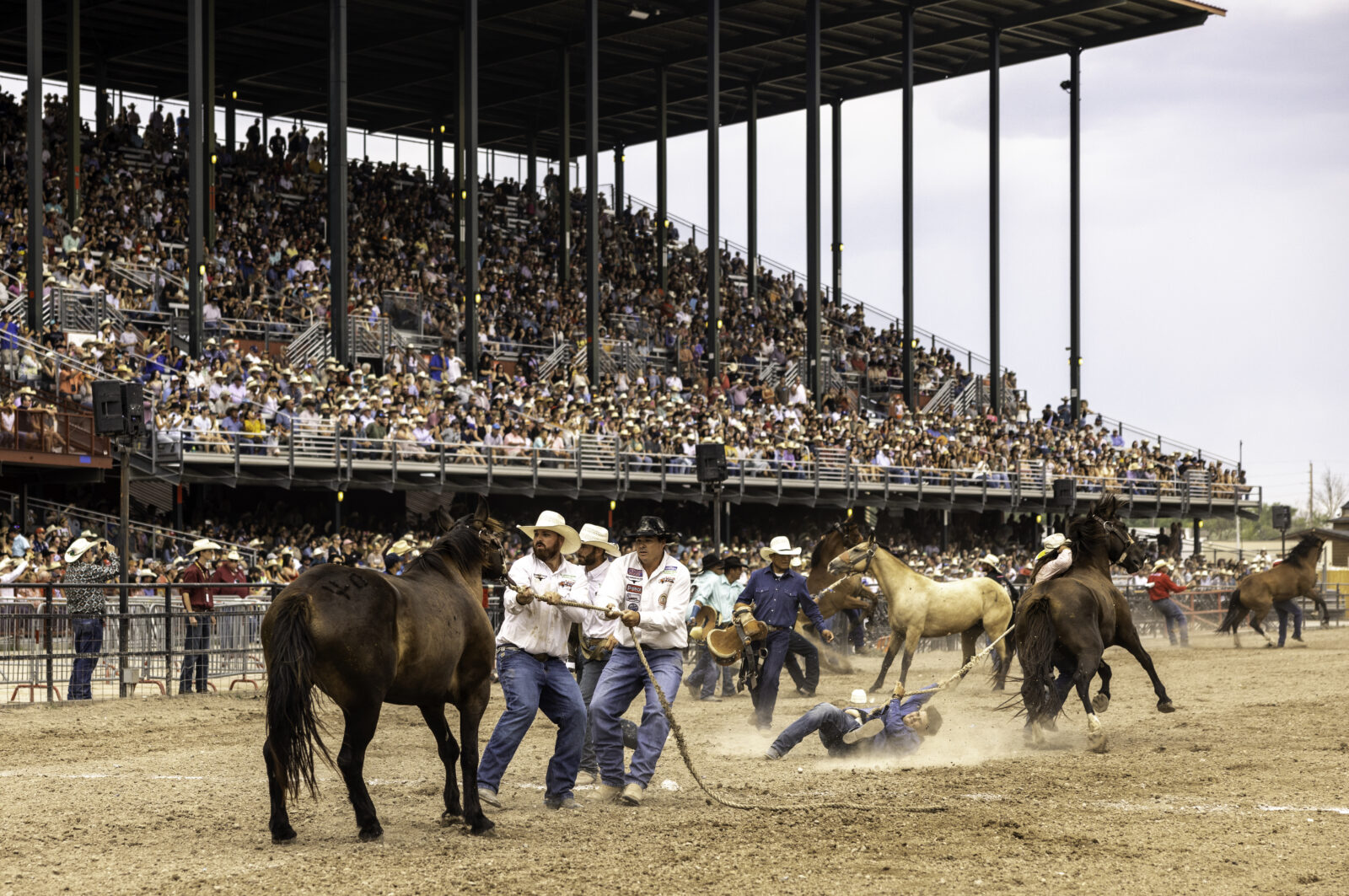 The Rodeo: Wild Horse Race