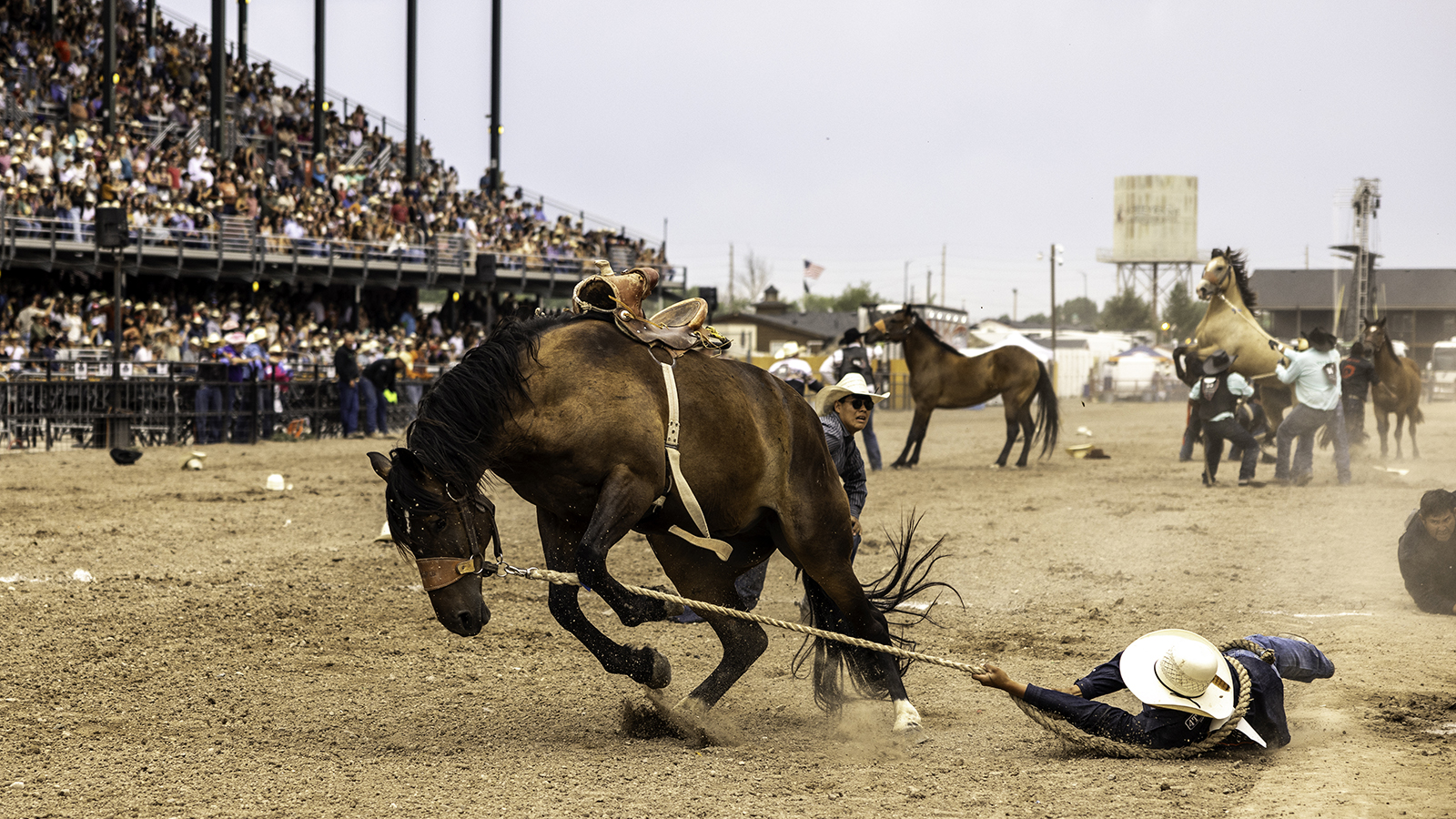 The Rodeo: Wild Horse Race