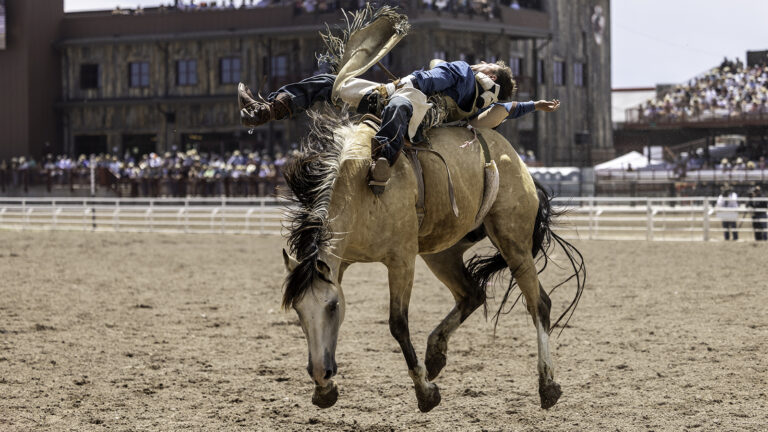 Bareback riding is one of rodeos most physically demanding events. It grew in popularity in the early 1900s when there were no set rules, so some riders would hold on to the horses mane, or a loose twisted rope around the horse’s girth. A rigging similar to the one used today was introduced in the 1920s by Earl Bascom who invented it.