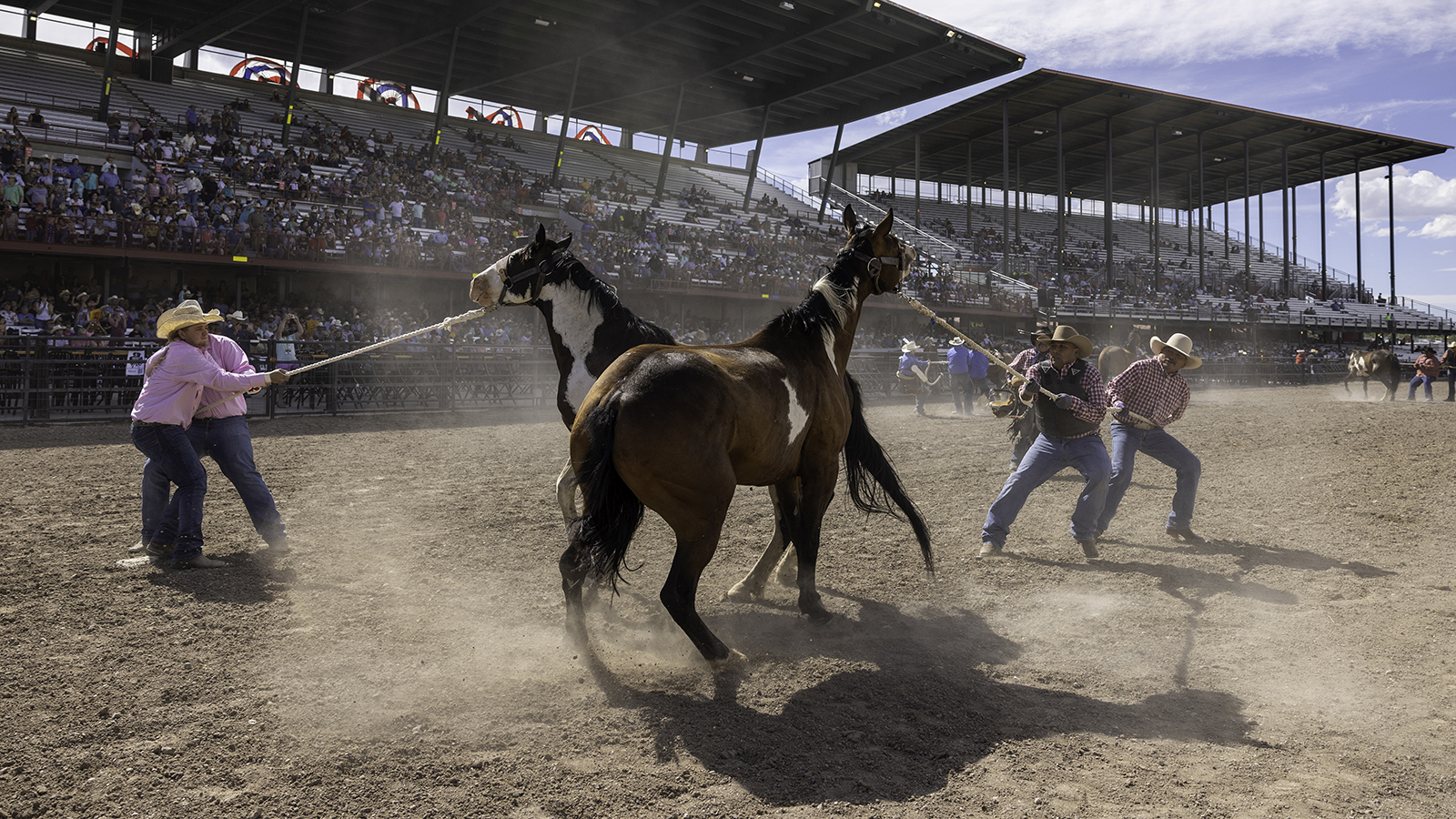 The Rodeo: Wild Horse Race