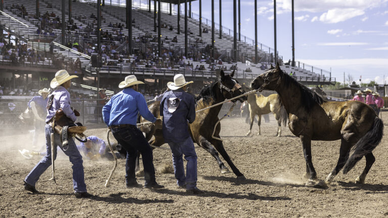 the wild horse race started in the 1800’s as a competition between ranch teams.