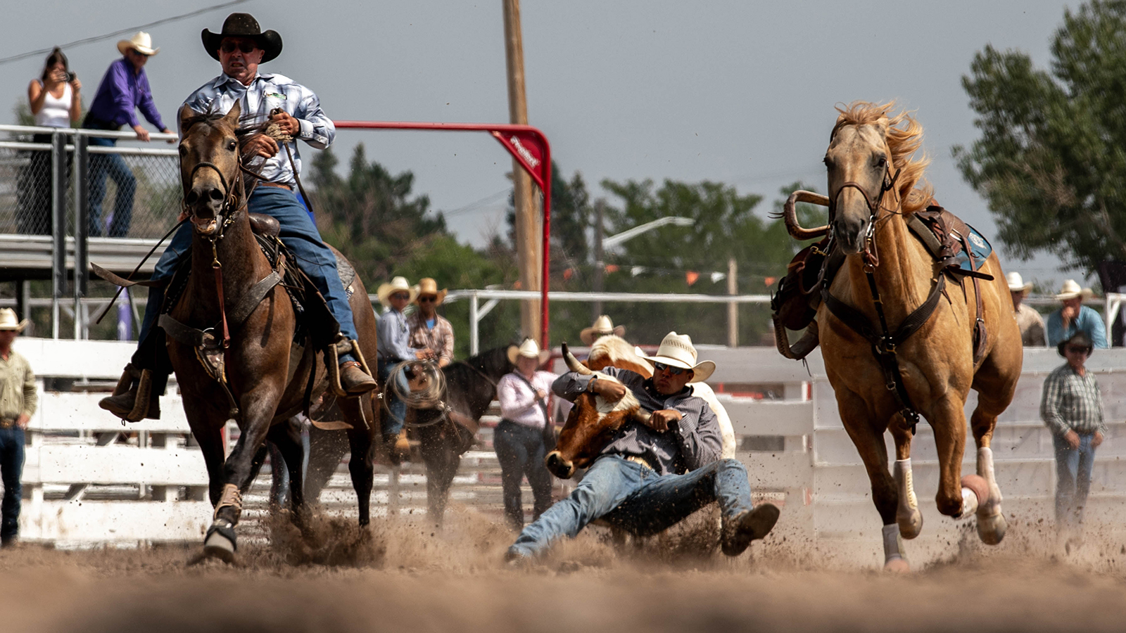 The Rodeo: Steer Wrestling