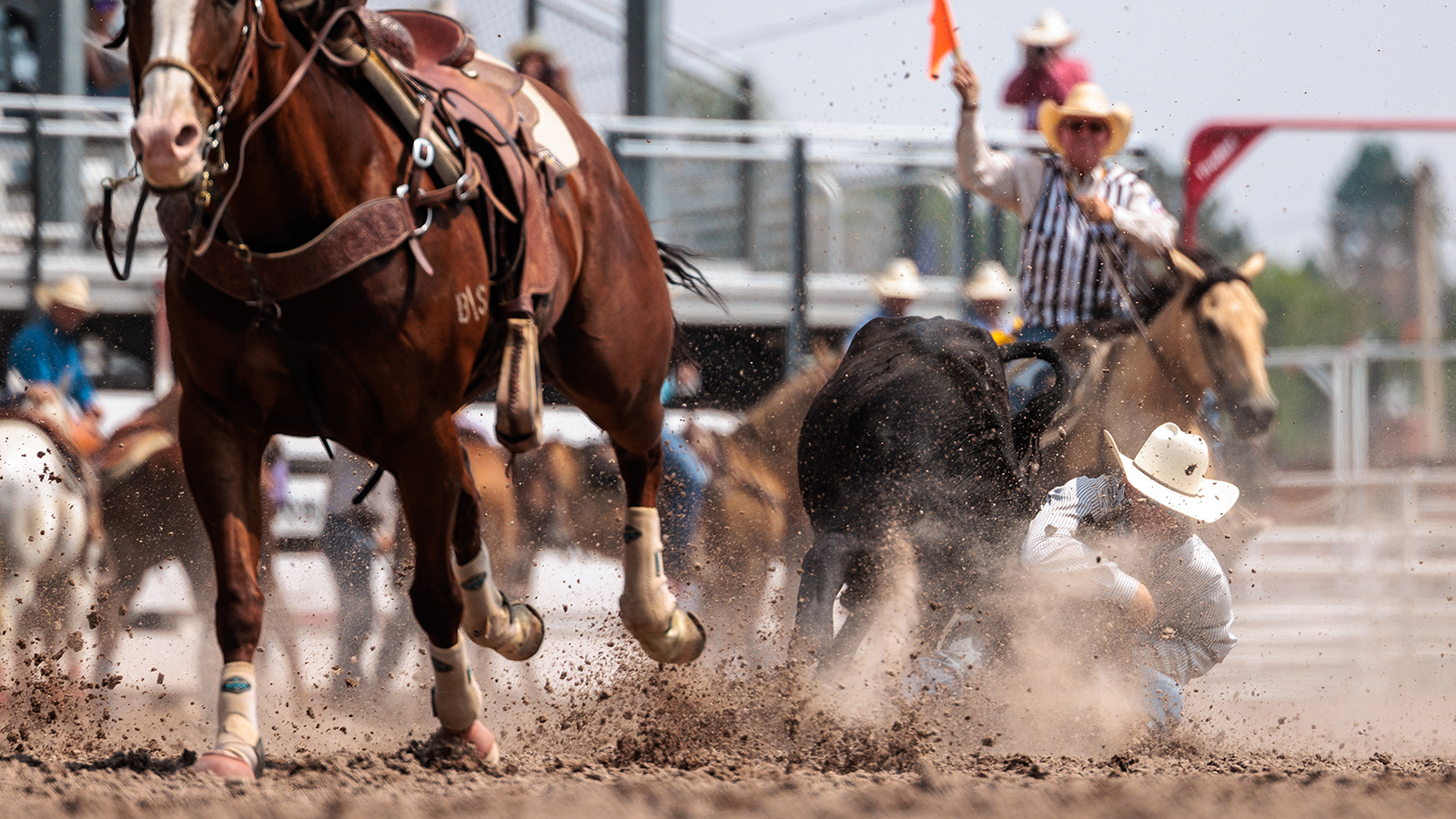 The Rodeo: Steer Wrestling