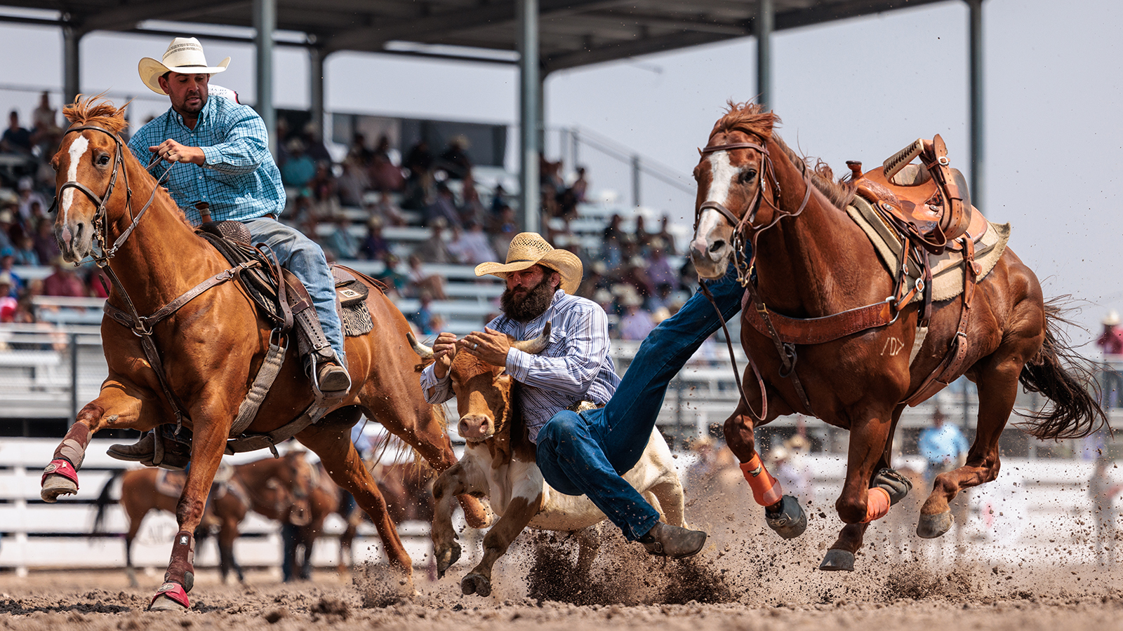 The Rodeo: Steer Wrestling