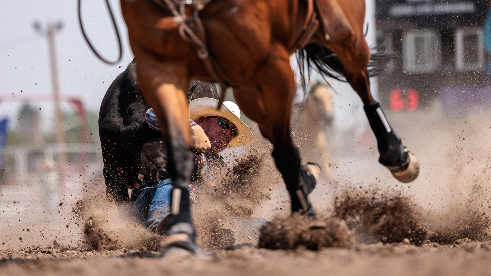 The Rodeo: Steer Wrestling