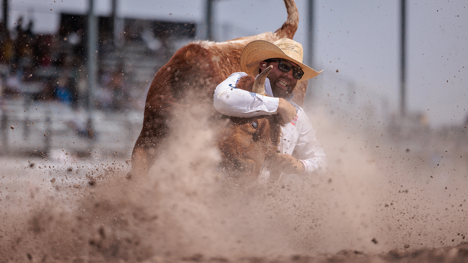 The Rodeo: Steer Wrestling