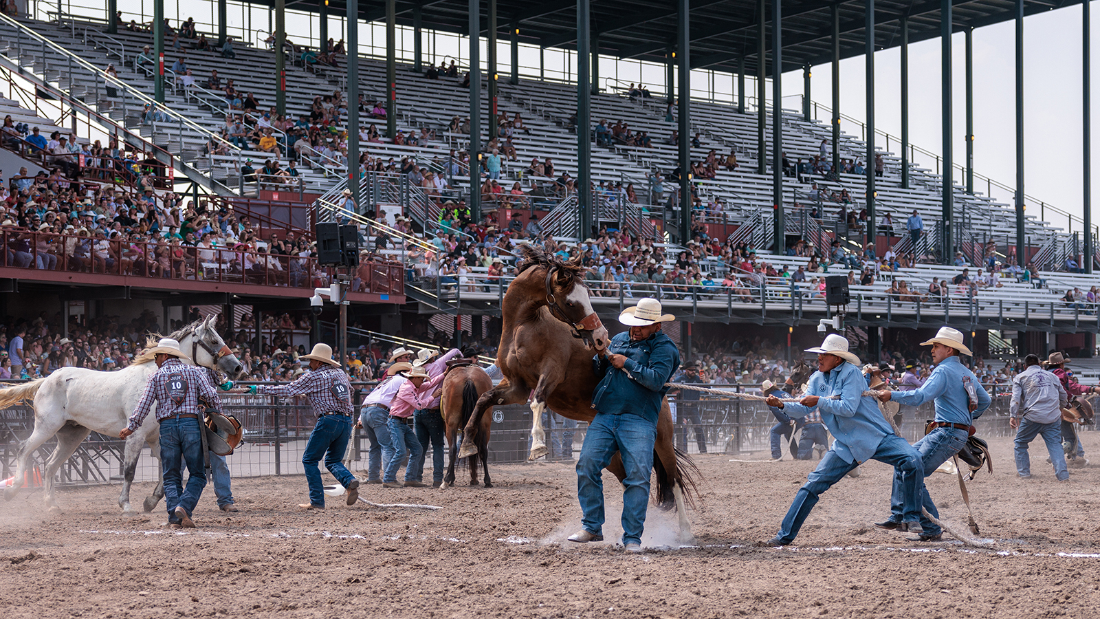 The Rodeo: Wild Horse Race