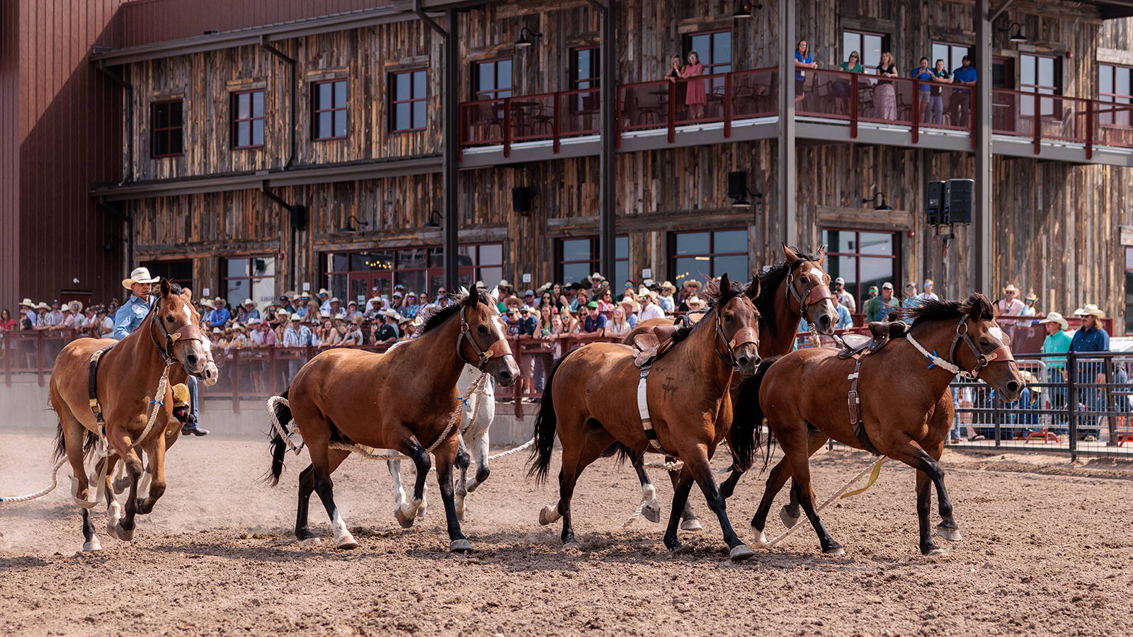 The Rodeo: Wild Horse Race