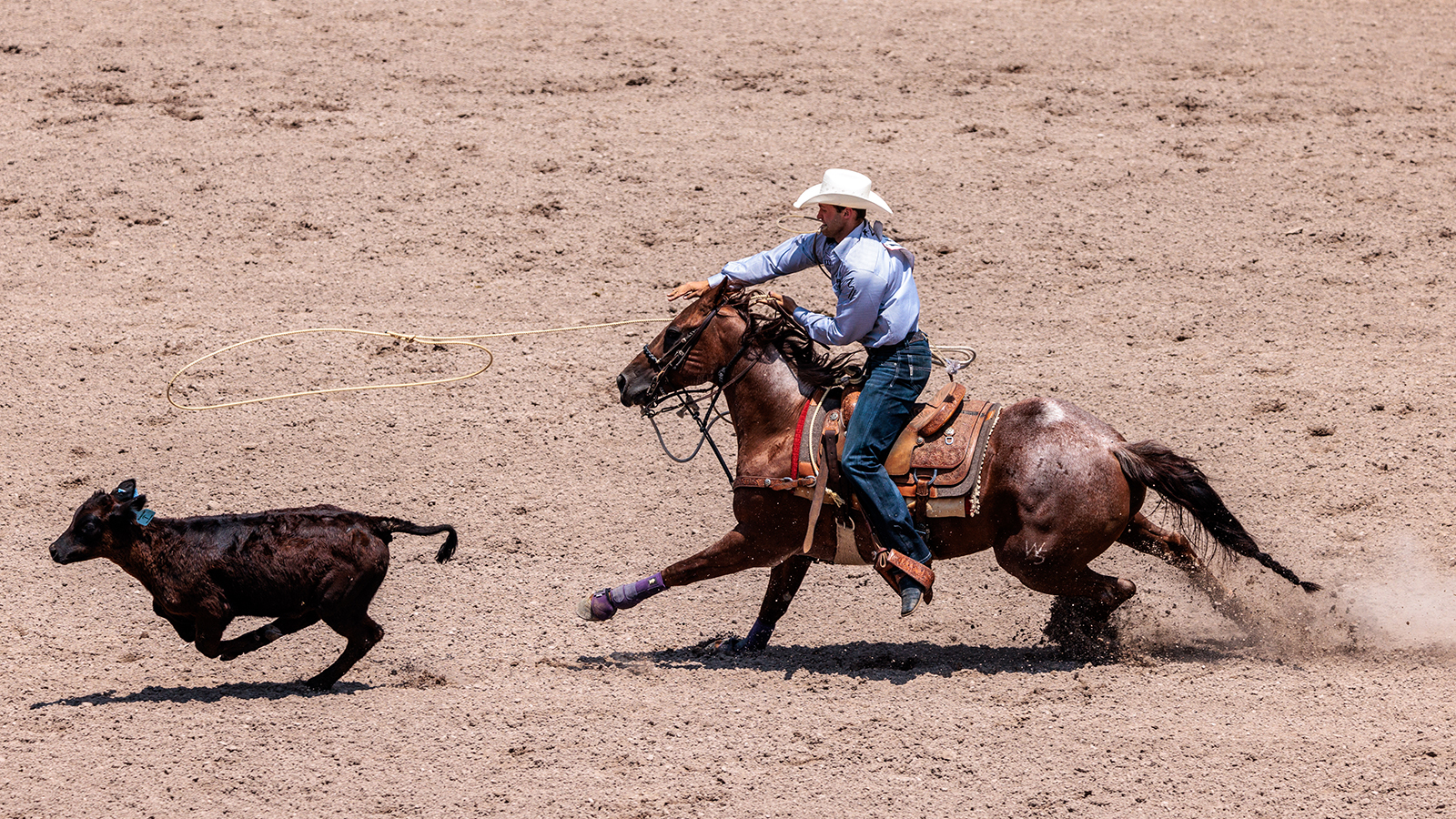 The Rodeo: Tie Down Roping