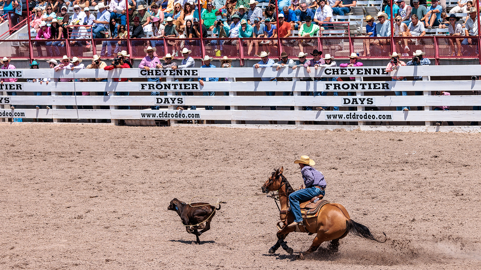 The Rodeo: Tie Down Roping