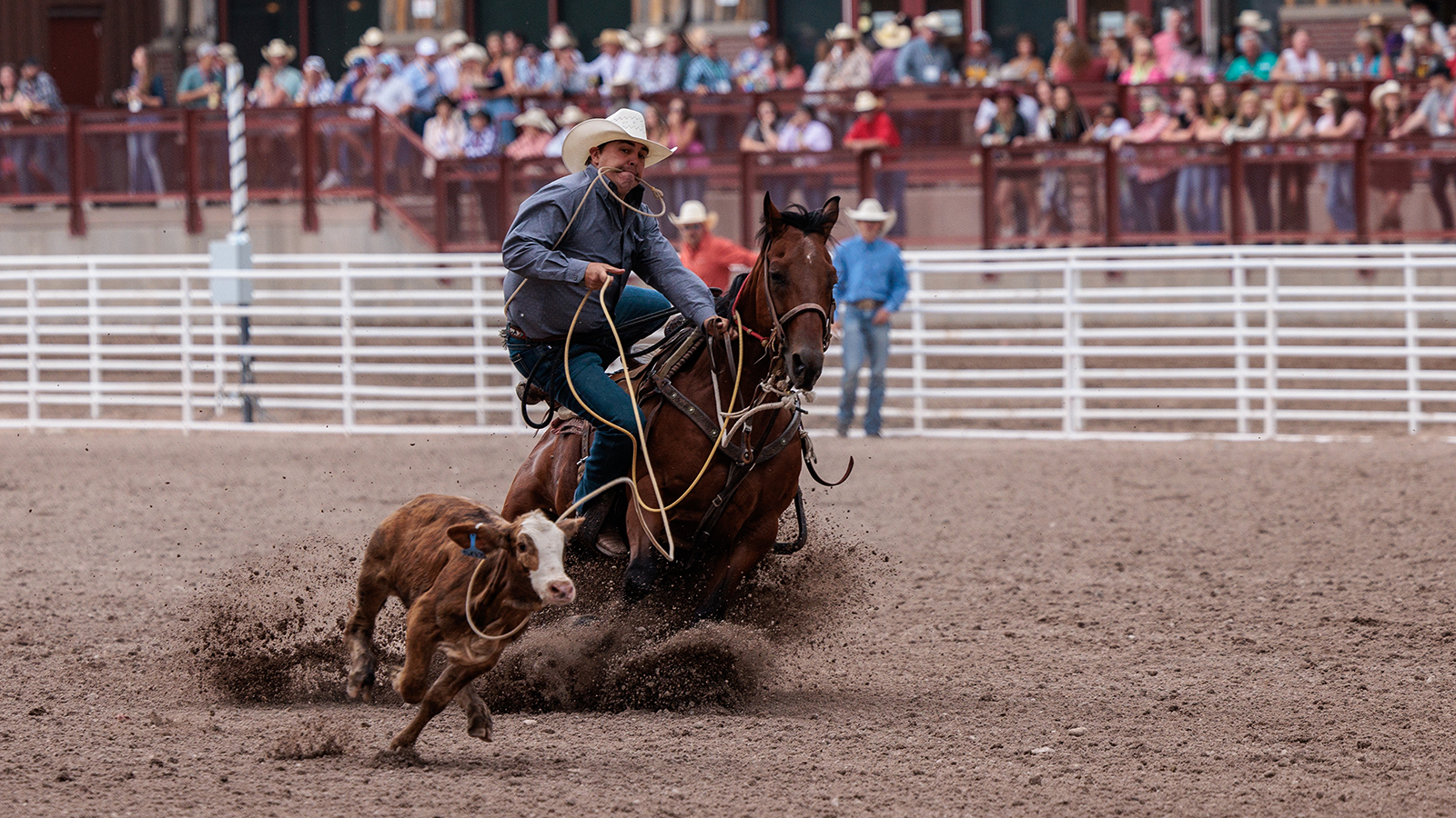 The Rodeo: Tie Down Roping