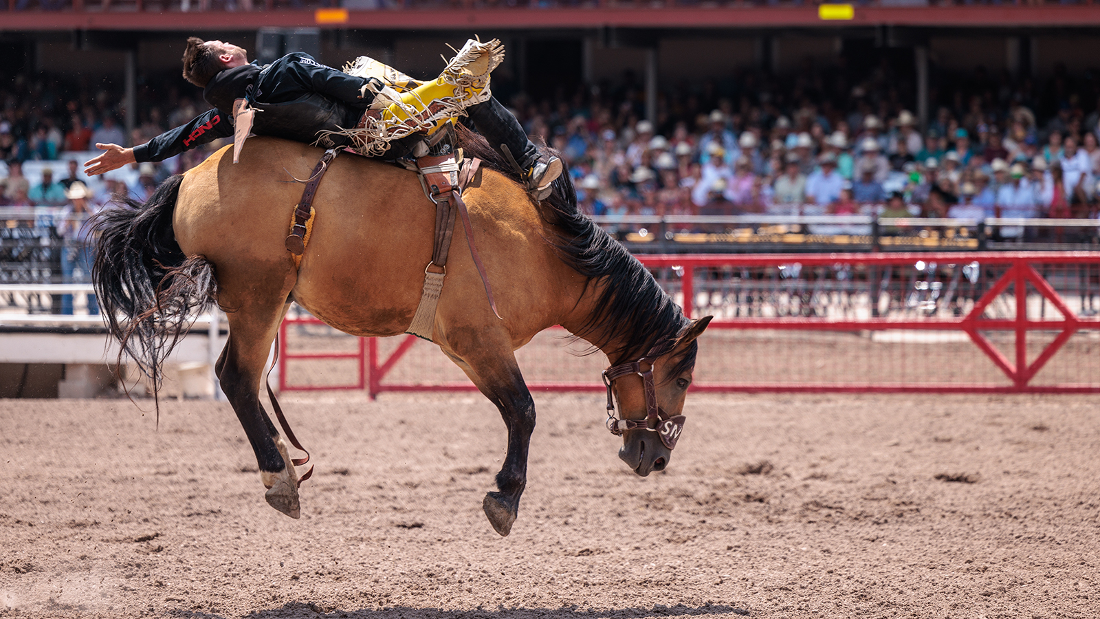 The Rodeo: Bareback Riding