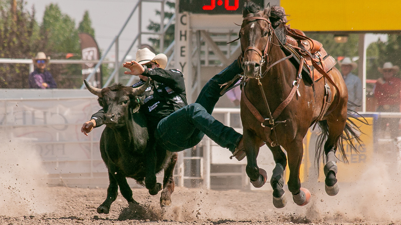 The Rodeo: Steer Wrestling