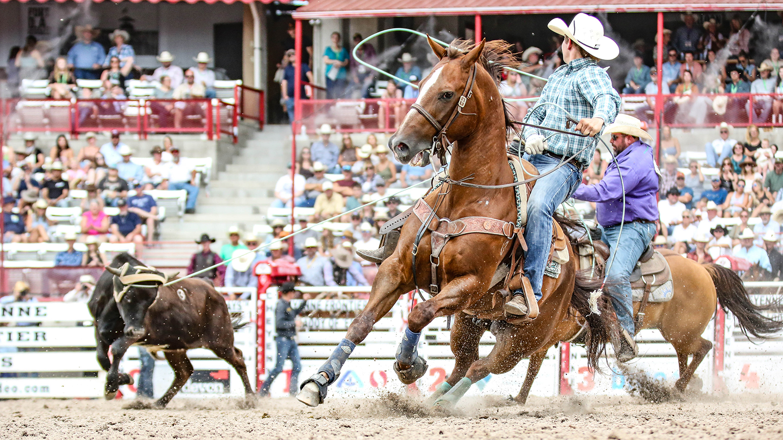 The Rodeo: Team Roping