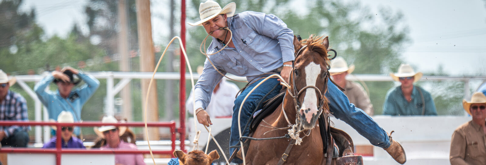 The Rodeo: Tie Down Roping - Cheyenne Frontier Days