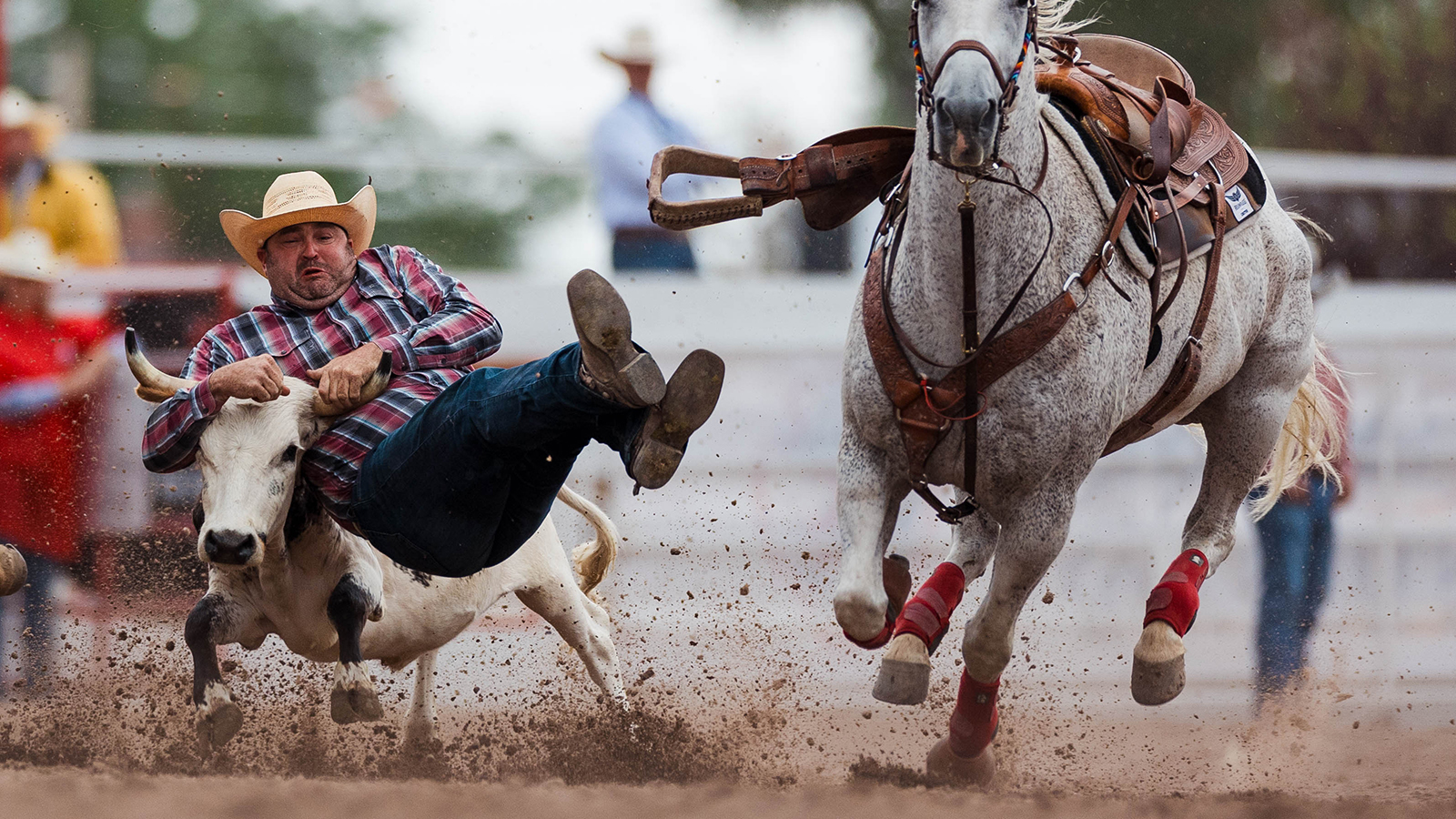 The Rodeo: Steer Wrestling