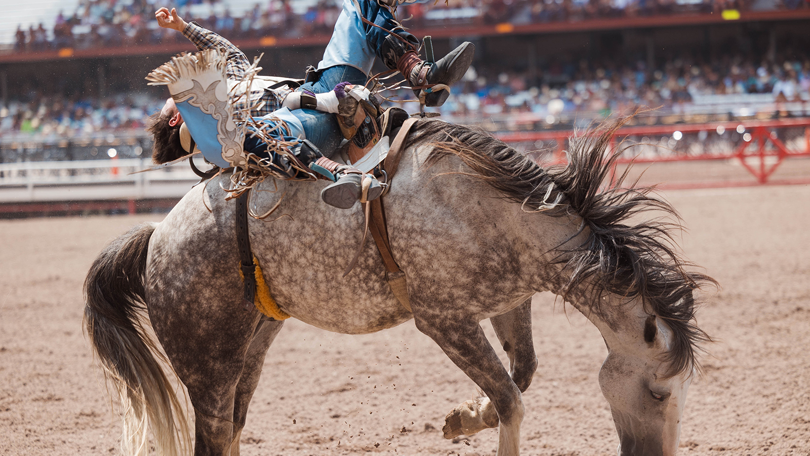 The Rodeo: Bareback Riding