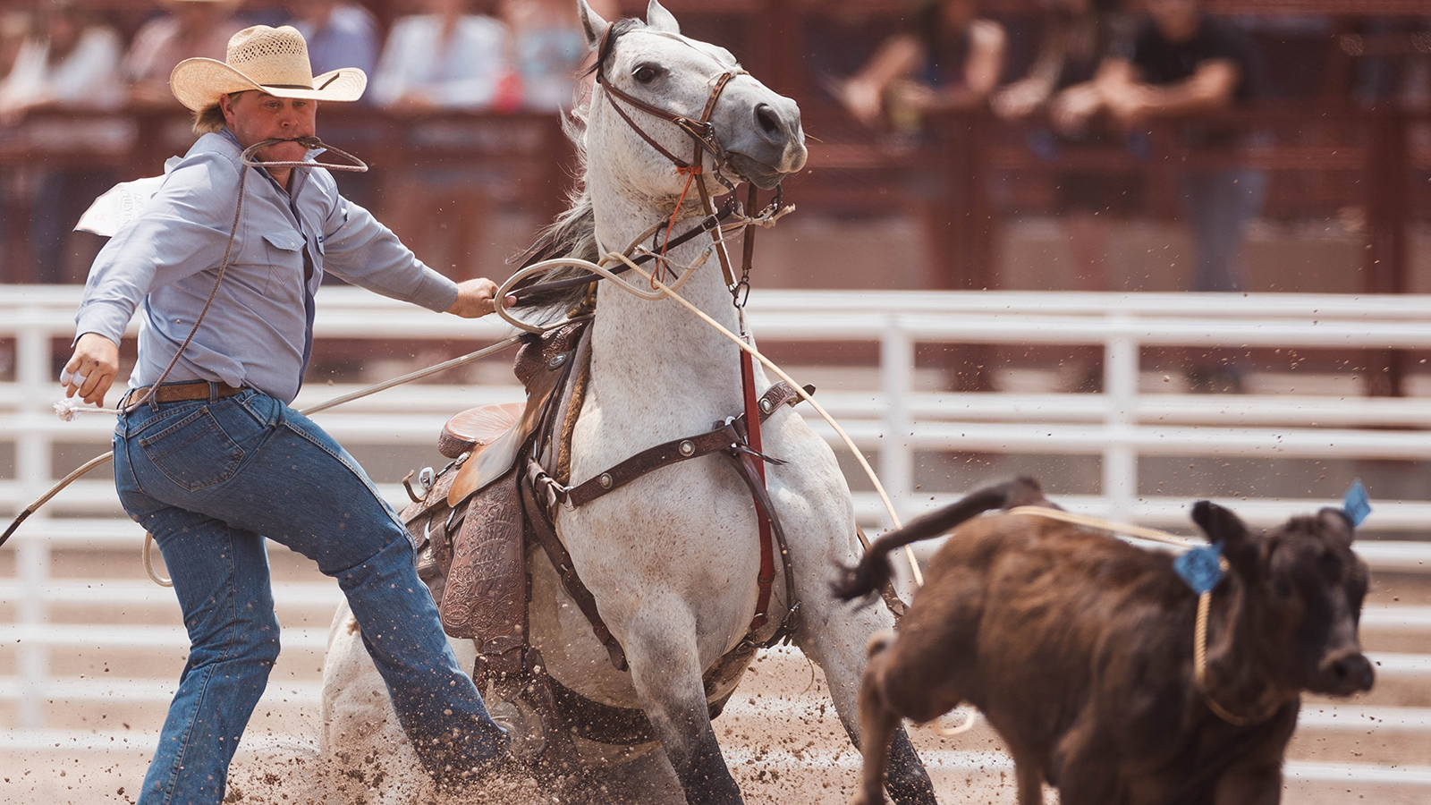 The Rodeo: Tie Down Roping