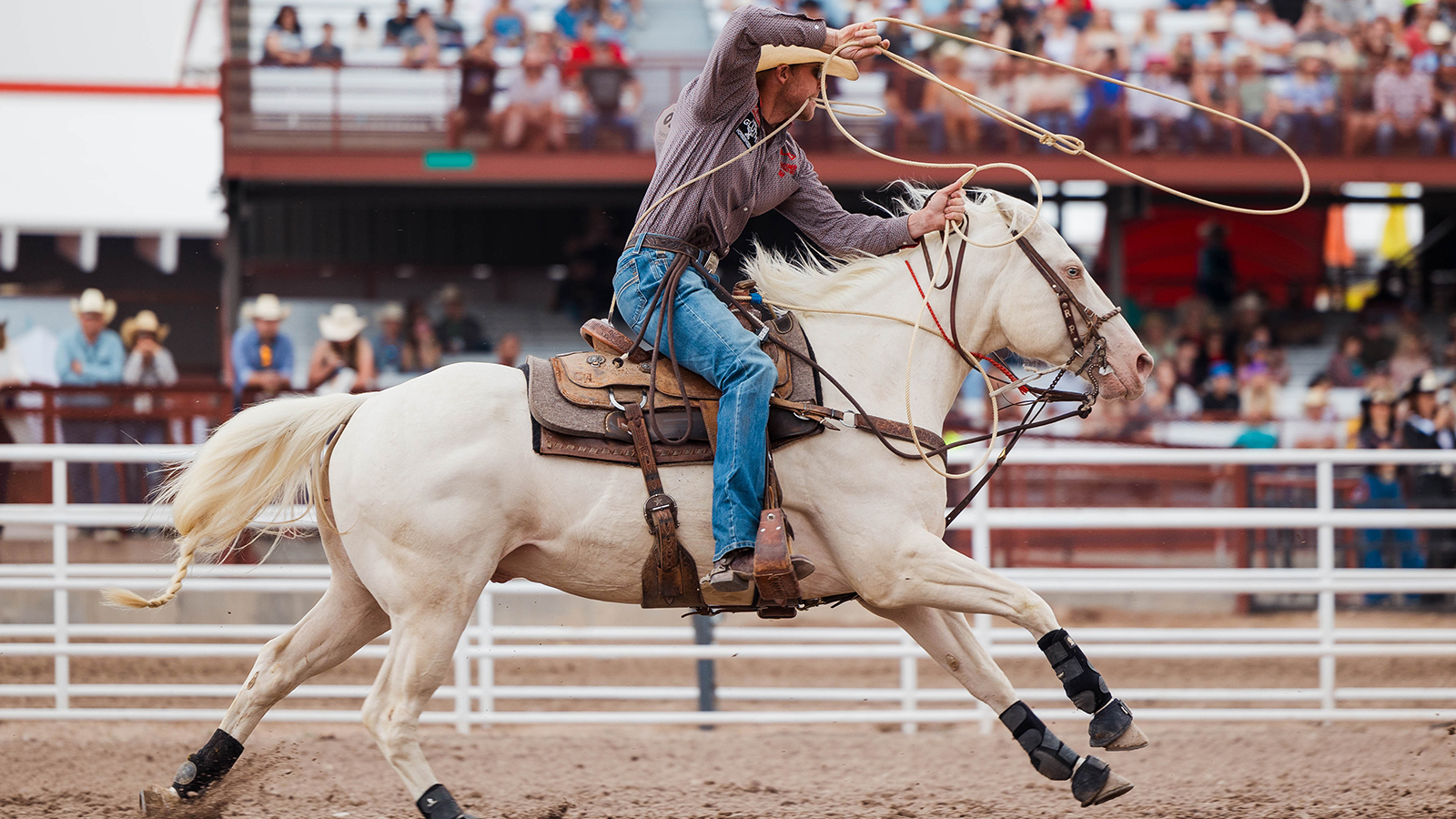 The Rodeo: Tie Down Roping