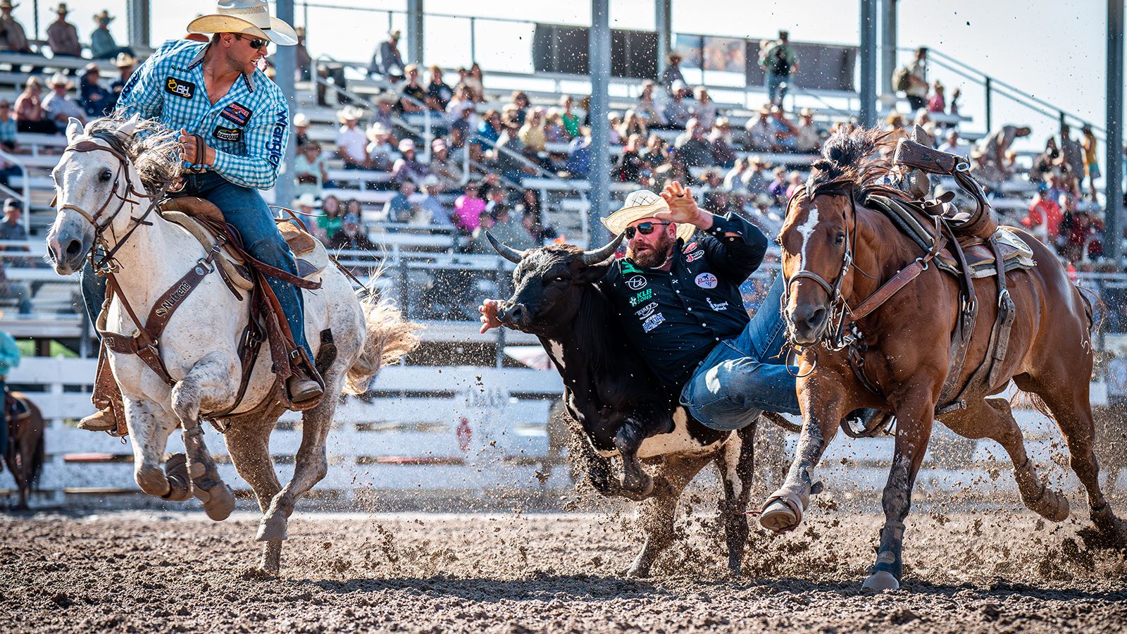 The Rodeo: Steer Wrestling