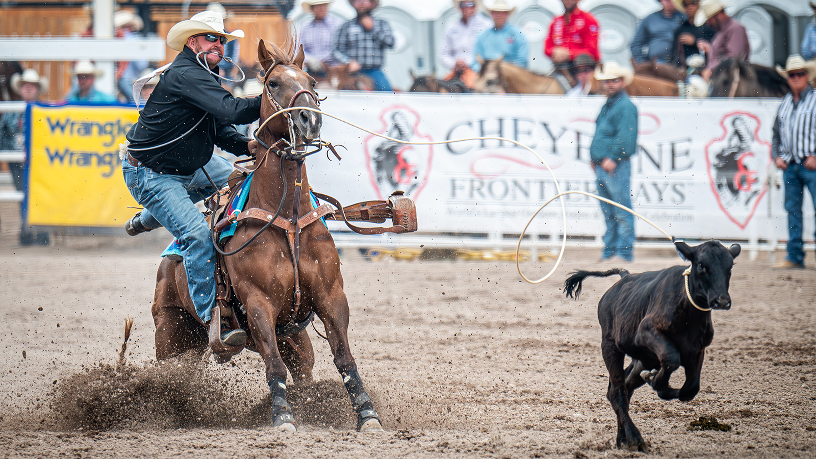 The Rodeo: Tie Down Roping