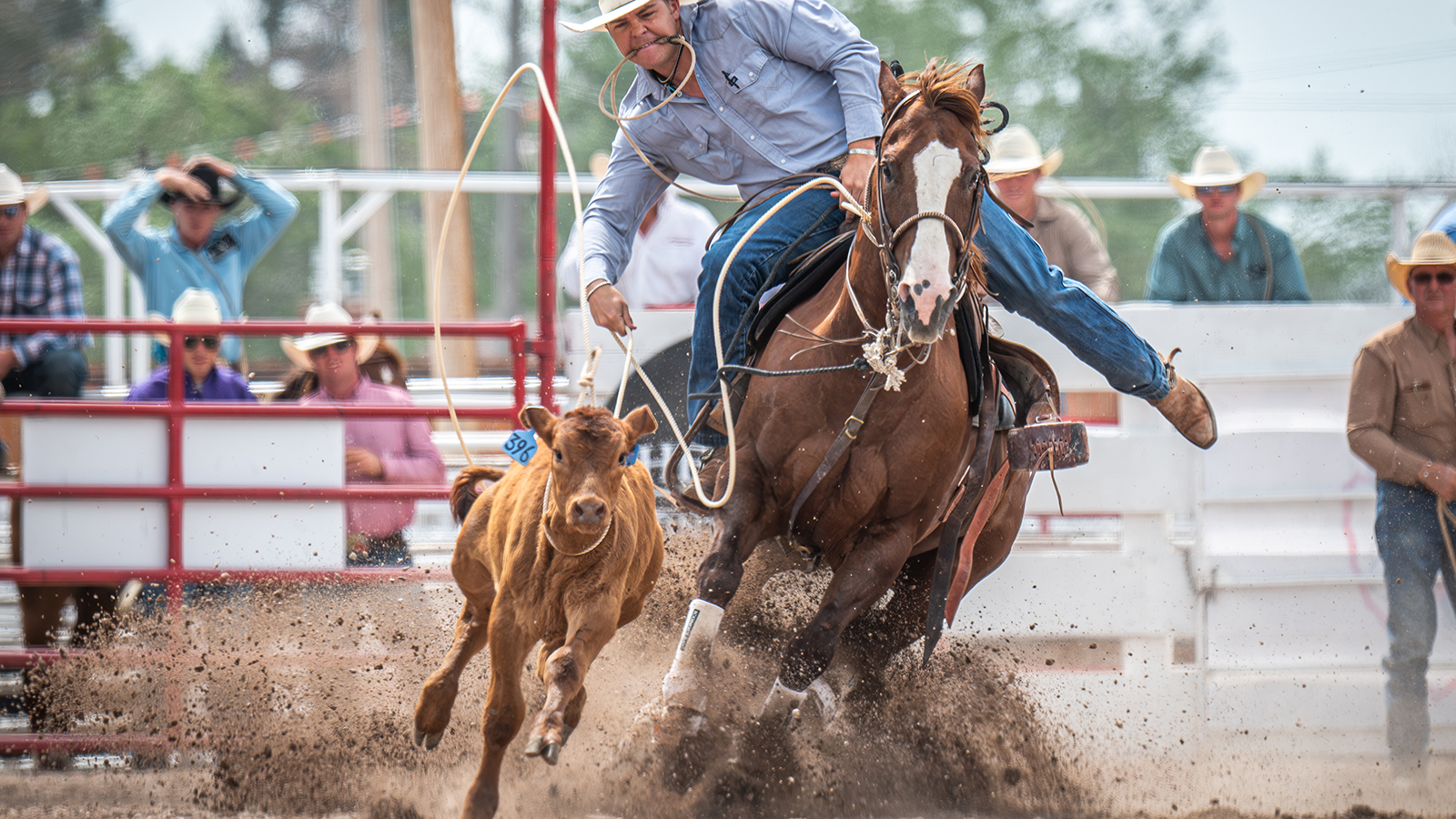 The Rodeo: Tie Down Roping