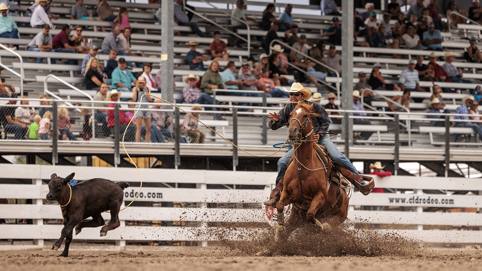 The Rodeo: Tie Down Roping