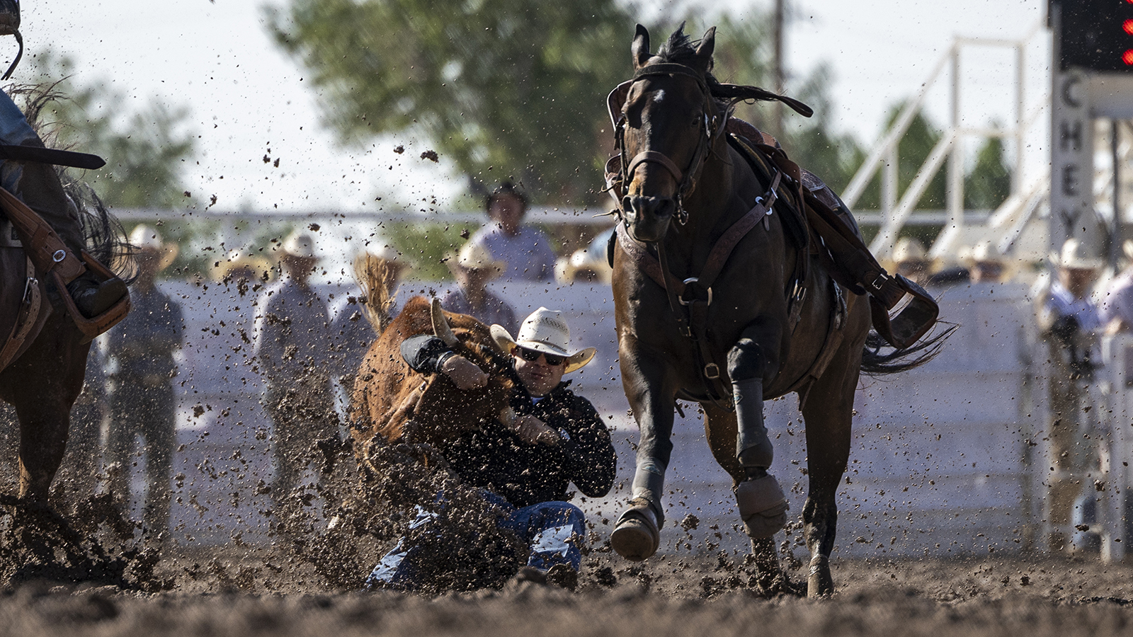 The Rodeo: Steer Wrestling