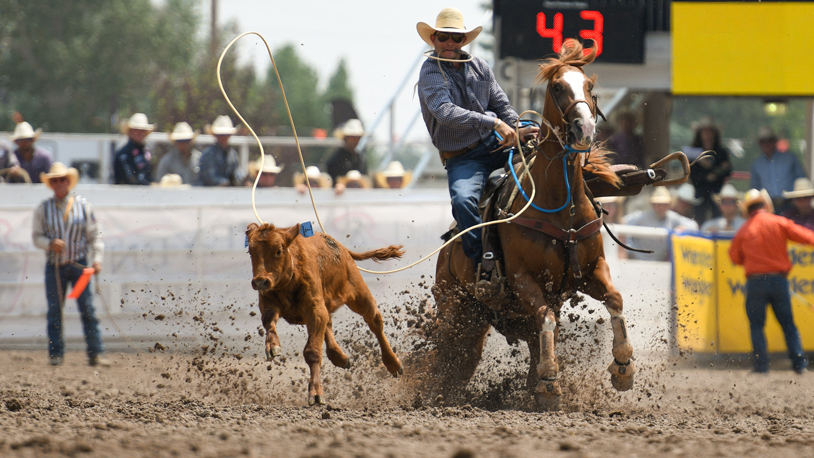 The Rodeo: Tie Down Roping