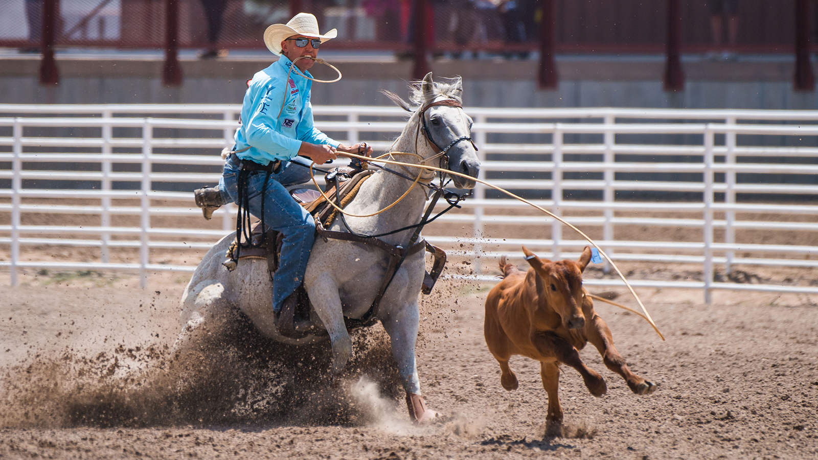 The Rodeo: Tie Down Roping