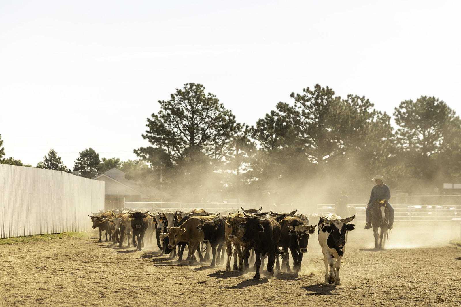 Cattle Drive Morning 2019