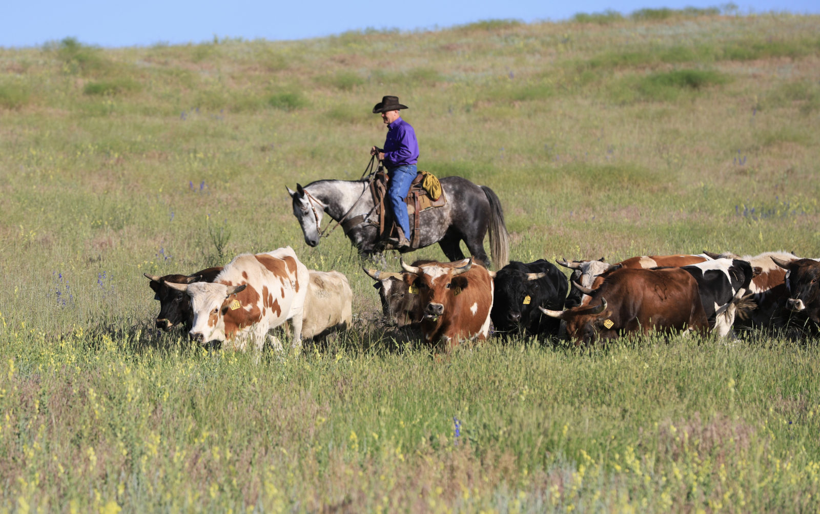 Cattle Drive Morning 2019